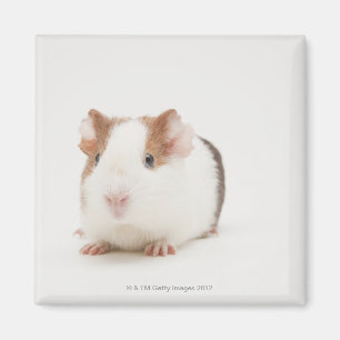 Studio shot of Guinea Pig Magnet