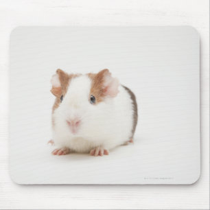 Studio shot of Guinea Pig Mouse Pad