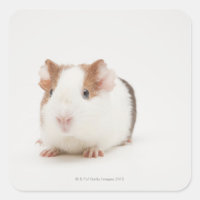 Studio shot of Guinea Pig