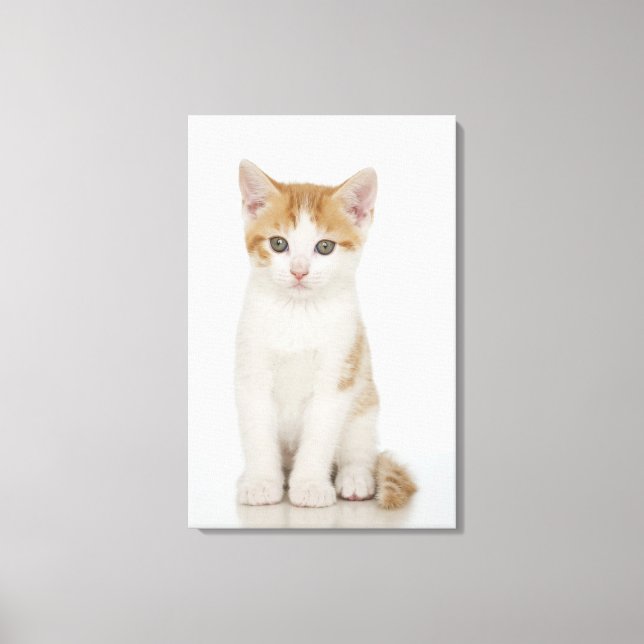 Studio shot of kitten canvas print (Front)