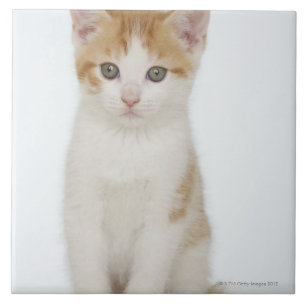 Studio shot of kitten tile