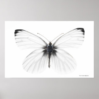Studio shot of sharp-veined white butterfly poster