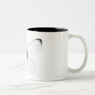 Studio shot of sharp-veined white butterfly Two-Tone coffee mug