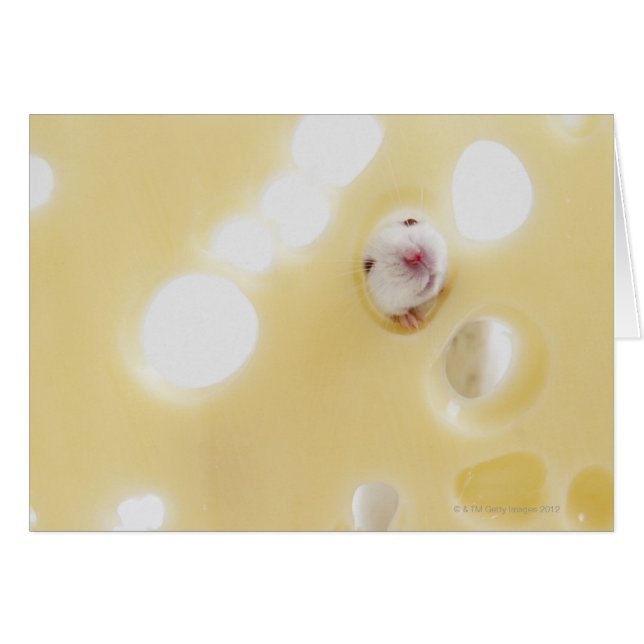 Studio shot of white mouse looking through hole (Front Horizontal)