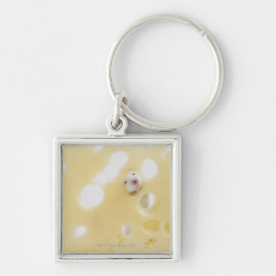 Studio shot of white mouse looking through hole key ring