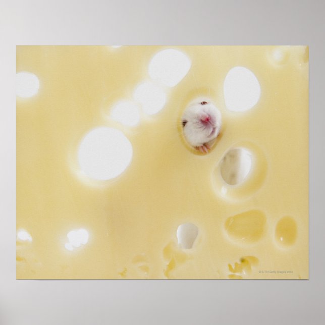 Studio shot of white mouse looking through hole poster (Front)