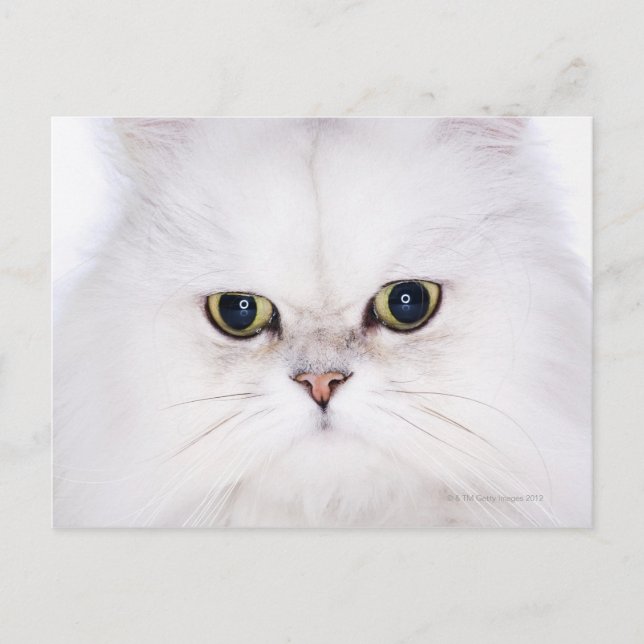 Studio shot of white Persian cat Postcard (Front)