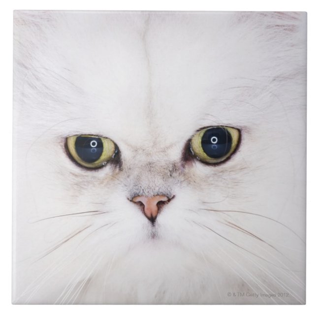 Studio shot of white Persian cat Tile (Front)