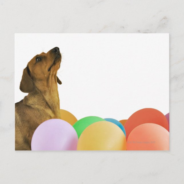 Studio Shot Postcard (Front)