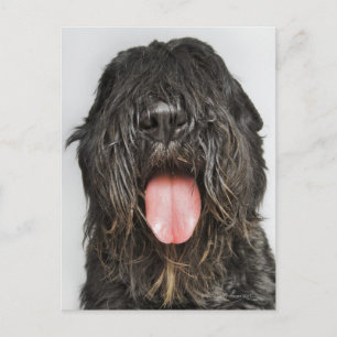 Studio shot postcard