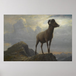 Study of a Bighorn Ram by Albert Bierstadt Poster