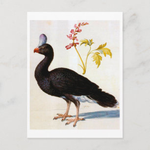 Study of a Helmeted Curassow, Arcimboldo Postcard