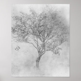 Study of a Lemon Tree - 1859 - Poster