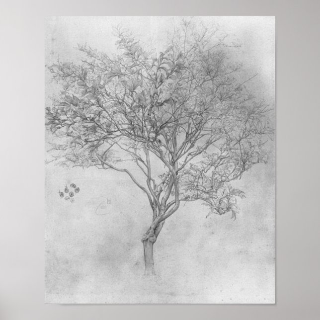Study of a Lemon Tree - 1859 - Poster (Front)