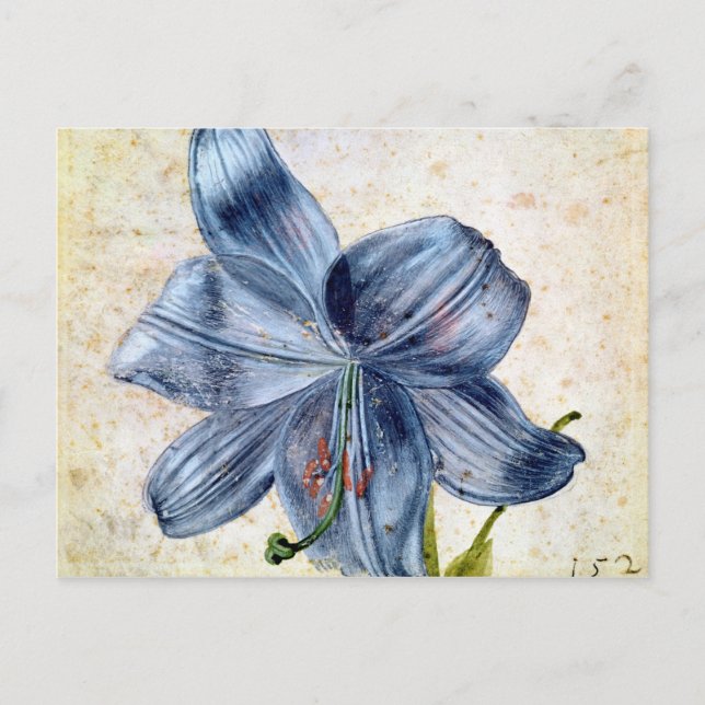 Study of a lily, 1526 postcard (Front)