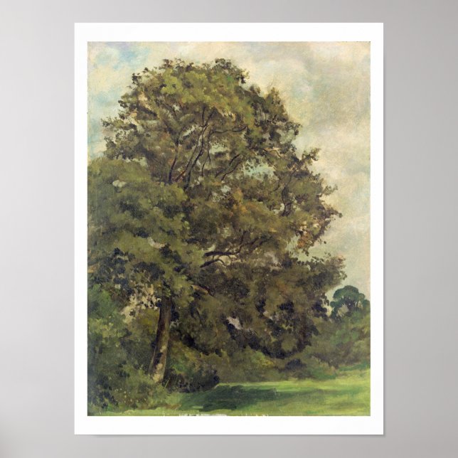 Study of an Ash Tree, c.1851 (oil on paper on pane Poster (Front)