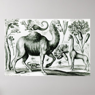 Study of Animals and Flowers, engraved Poster