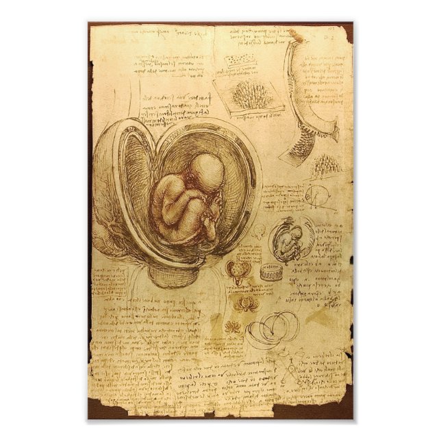 Study of baby foetus by Leonardo da Vinci Photo Print (Front)