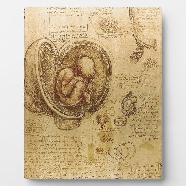 Study of baby foetus by Leonardo da Vinci Plaque (Front)