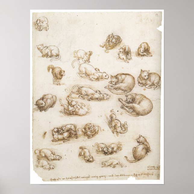 Study of Cats, Leonardo da Vinci Poster (Front)