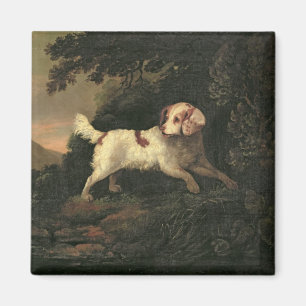 Study of Clumber Spaniel Magnet