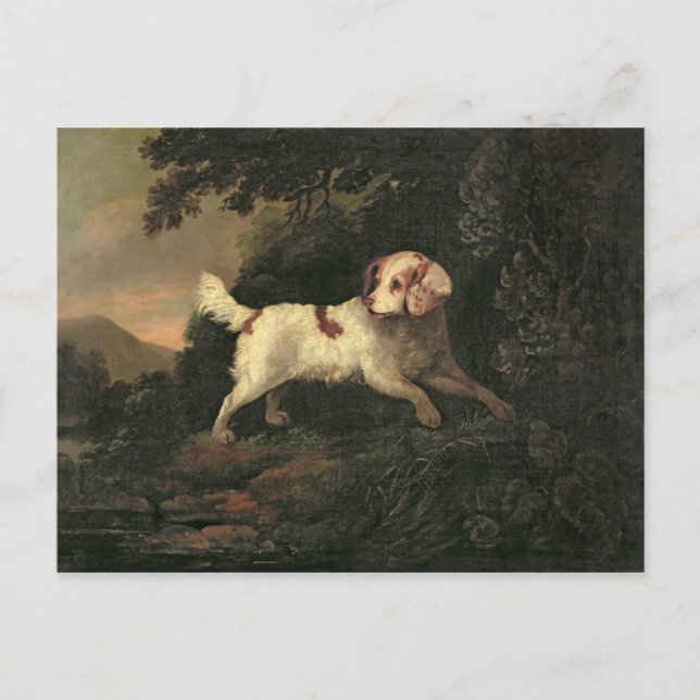 Study of Clumber Spaniel Postcard (Front)