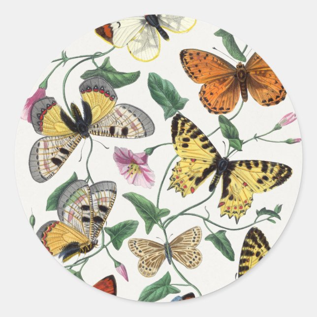Study of diurnal butterflies by Paul Gervais Classic Round Sticker (Front)