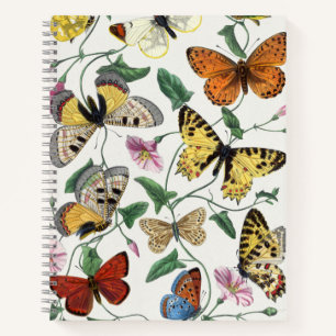 Study of diurnal butterflies by Paul Gervais Notebook
