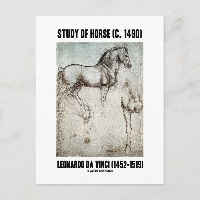 Study Of Horse (c. 1490) Leonardo da Vinci Postcard (Front)