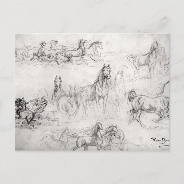 Study of Horses Postcard (Front)