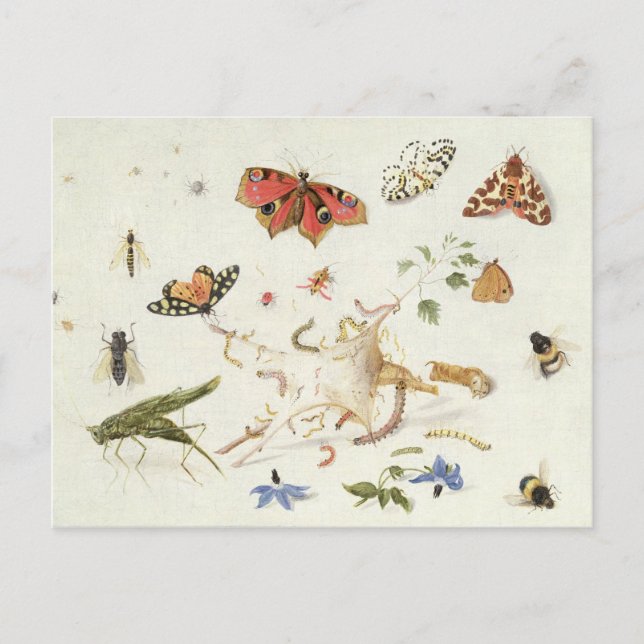 Study of Insects and Flowers Postcard (Front)