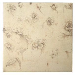 Study of the Flowers of Grass-like Plants (Briza M Tile