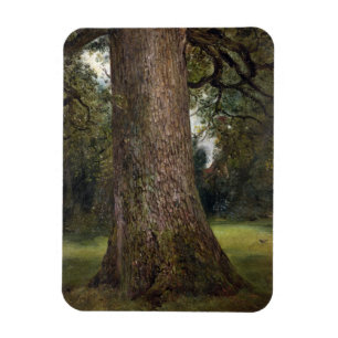 Study of the Trunk of an Elm Tree, c.1821 (oil on Magnet