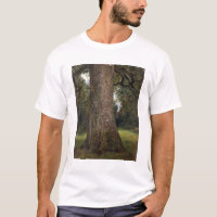 Study of the Trunk of an Elm Tree, c.1821 (oil on