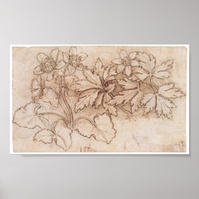 Study of Two Plants, Leonardo Da Vinci Poster (Front)