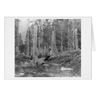 Stumps of Trees Cut down by Donner Party