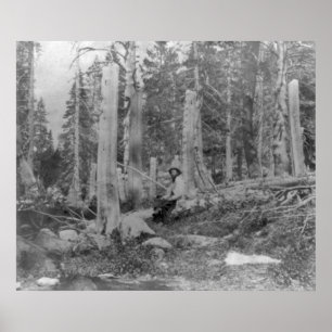 Stumps of Trees Cut down by Donner Party Poster
