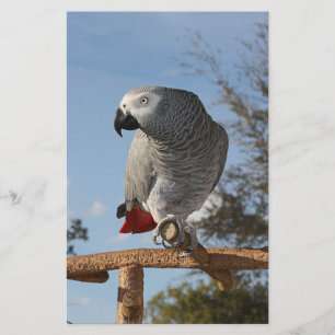 Stunning African Grey Parrot
