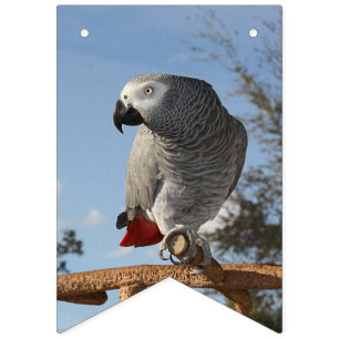 Stunning African Grey Parrot Bunting
