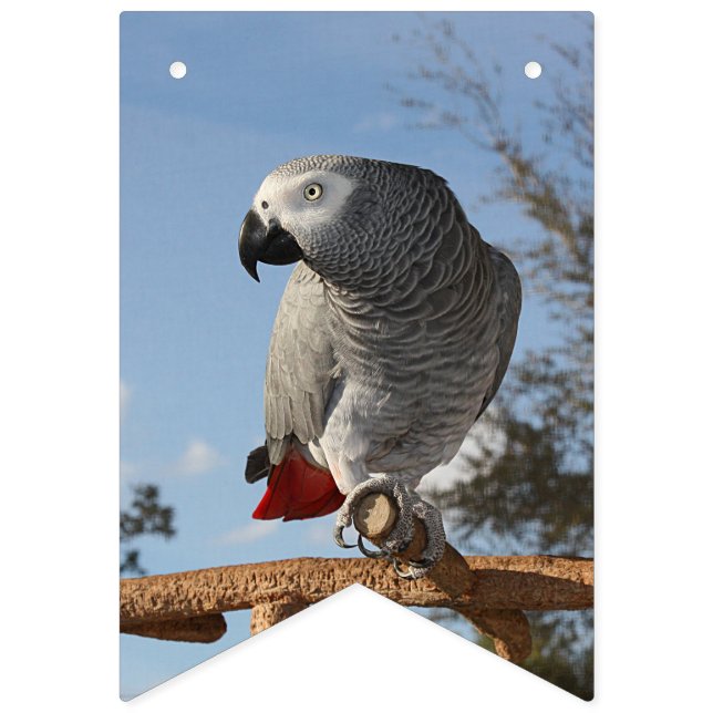 Stunning African Grey Parrot Bunting (First Flag)