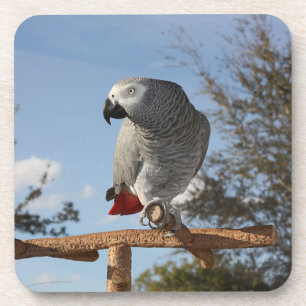 Stunning African Grey Parrot Coaster