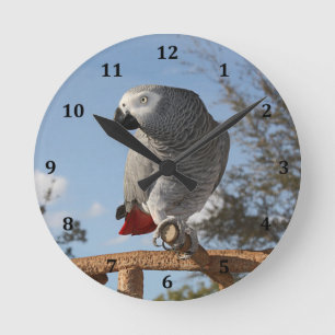 Stunning African Grey Parrot Round Clock