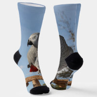 Stunning African Grey Parrot
