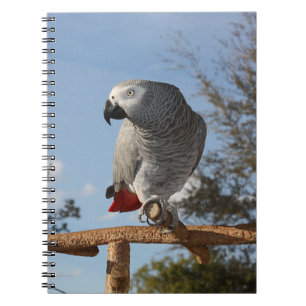 Stunning African Grey Parrot Spiral Notebook