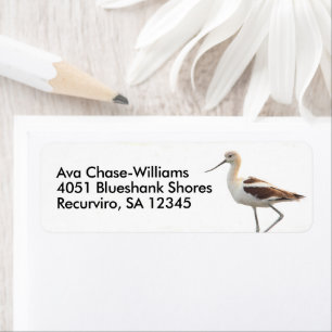 Stunning American Avocet Bird Strolling the Beach