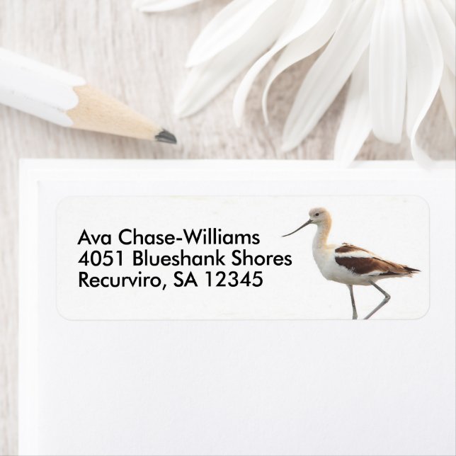 Stunning American Avocet Bird Strolling the Beach (Insitu)