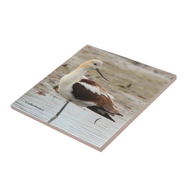 Stunning American Avocet Wading Bird at the Beach Tile (Side)