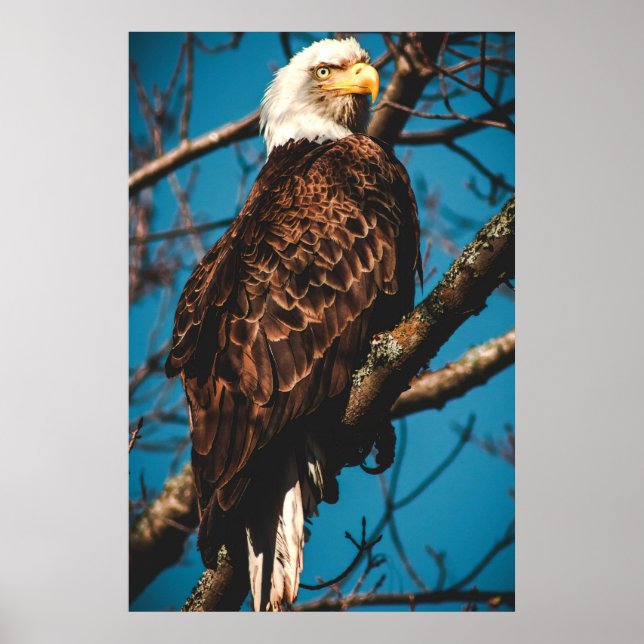 Stunning American Bald Eagle Poster (Front)