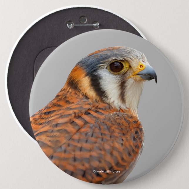 Stunning American Kestrel Sparrowhawk Falcon 6 Cm Round Badge (Front & Back)