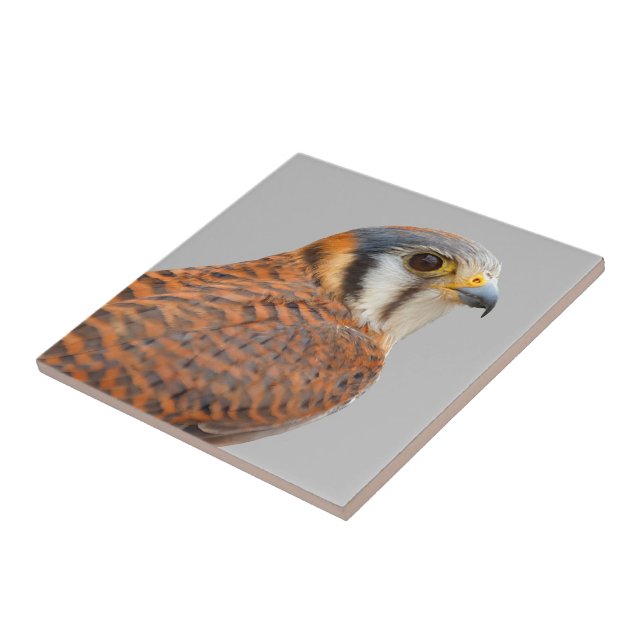 Stunning American Kestrel Sparrowhawk Falcon Tile (Side)